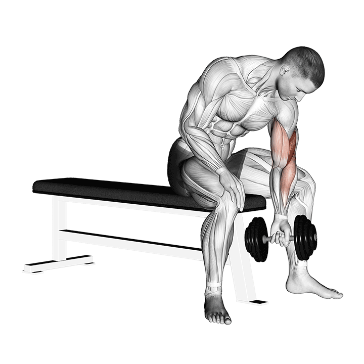 dumbbell concentration curl