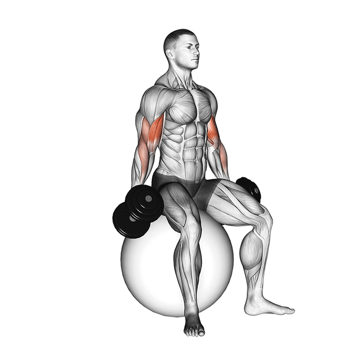 dumbbell seated biceps curl (on stability ball)