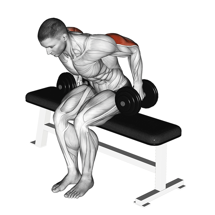 dumbbell seated kickback