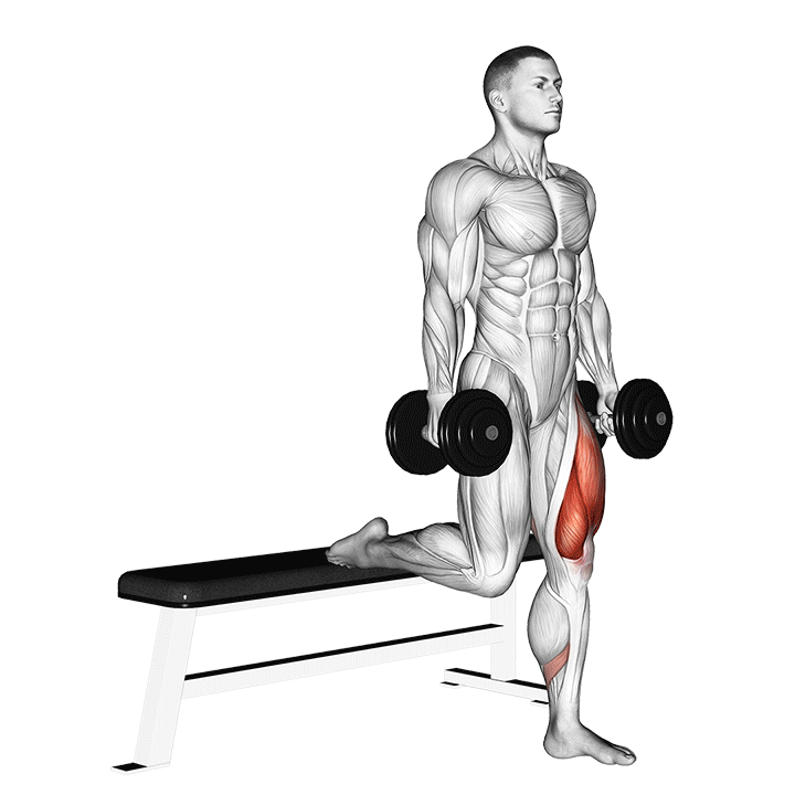 dumbbell single leg split squat