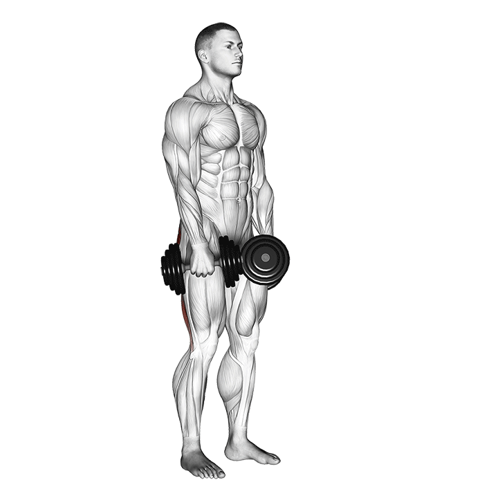 dumbbell stiff leg deadlift