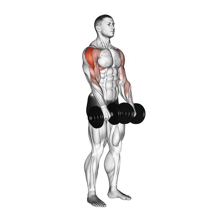 dumbbell upright row