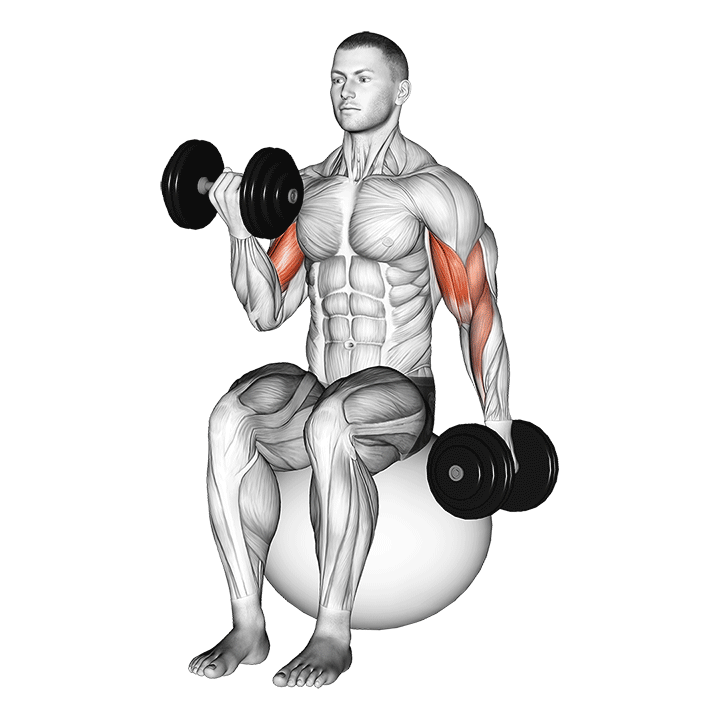 dumbbell alternating seated bicep curl on exercise ball