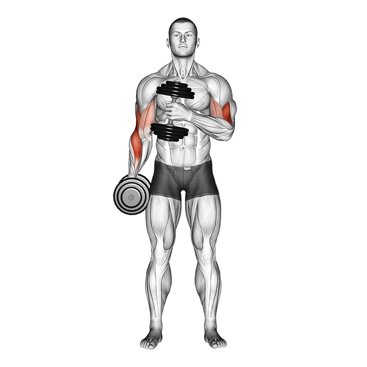 dumbbell cross body hammer curl v. 2