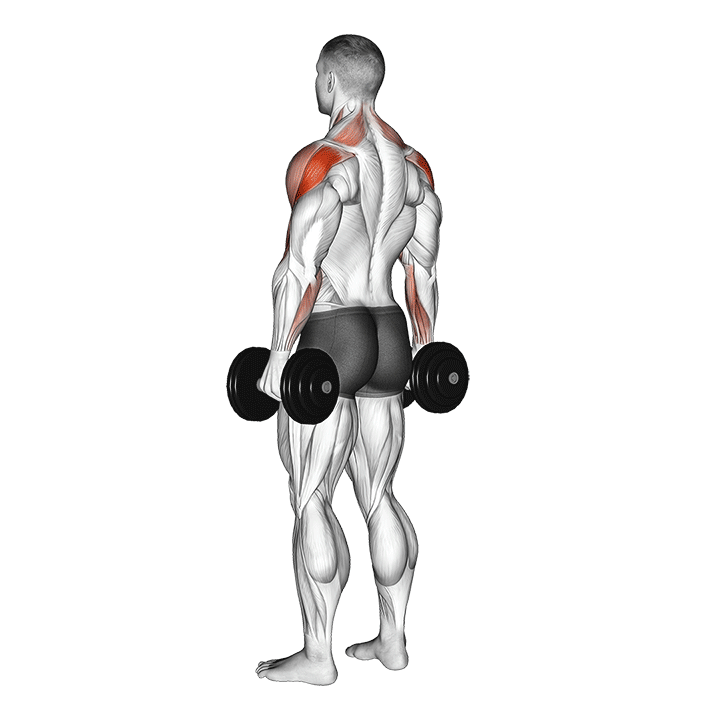 dumbbell rear delt raise
