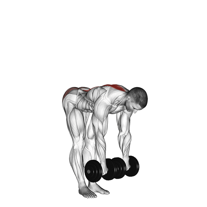 dumbbell straight leg deadlift