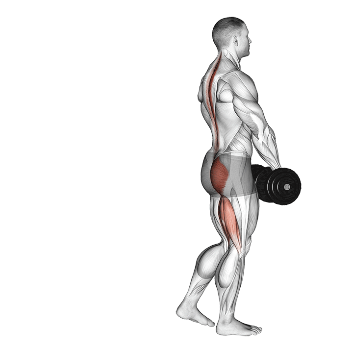 dumbbell single leg deadlift