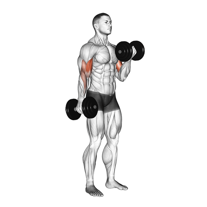 dumbbell alternate biceps curl demonstration