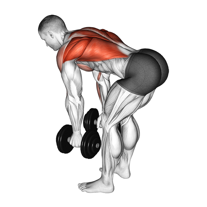 dumbbell bent over row demonstration