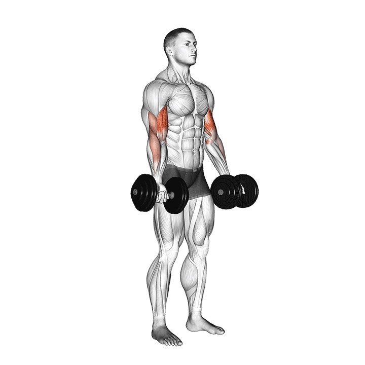dumbbell biceps curl demonstration