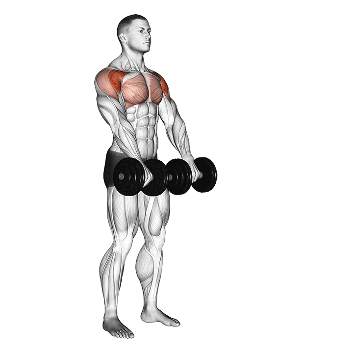 dumbbell front raise demonstration