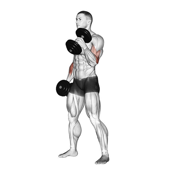 dumbbell hammer curl demonstration