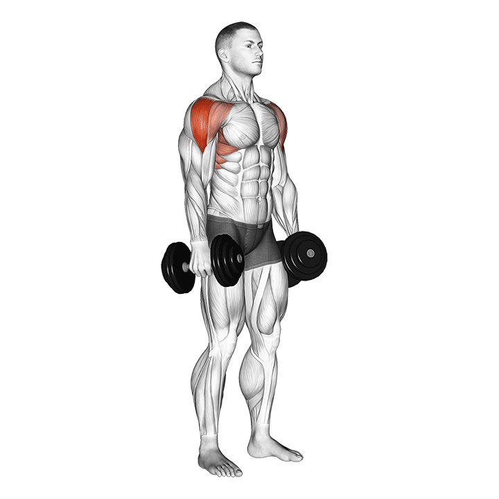 dumbbell lateral raise demonstration