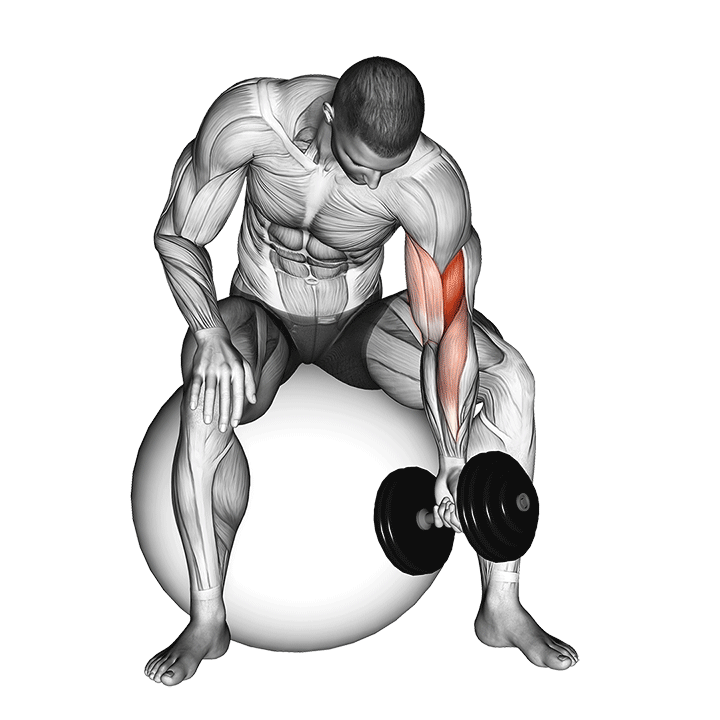dumbbell one arm concentration curl (on stability ball) demonstration