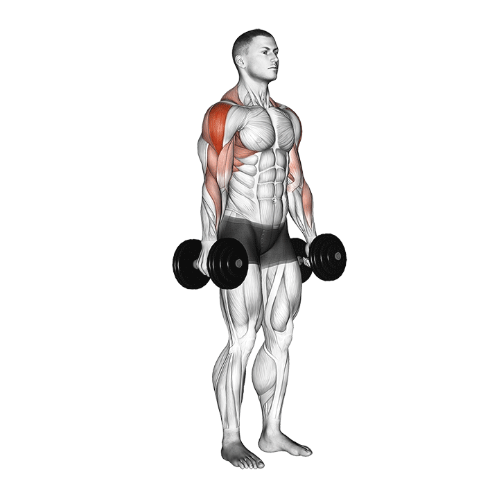 dumbbell raise demonstration