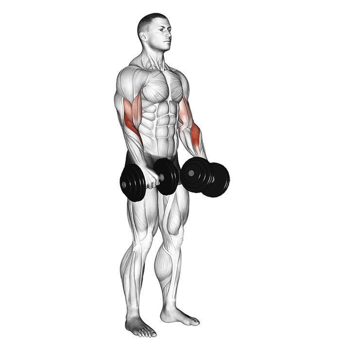 dumbbell reverse grip biceps curl demonstration
