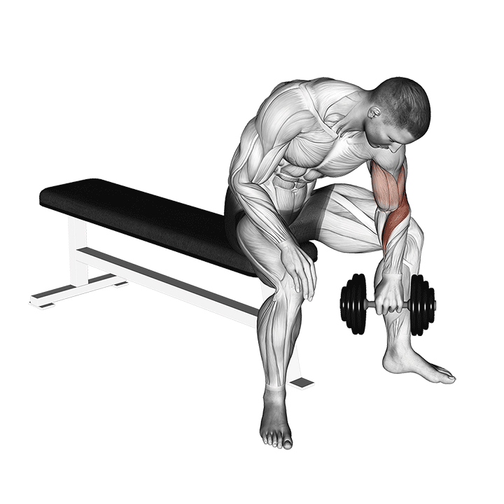 dumbbell seated reverse grip concentration curl demonstration