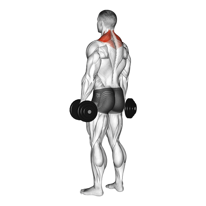 dumbbell shrug demonstration