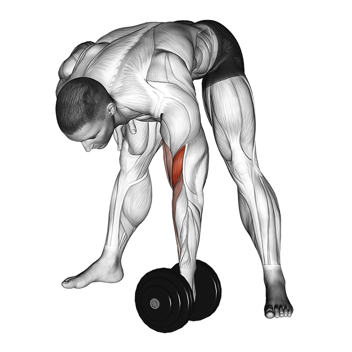 dumbbell standing concentration curl demonstration