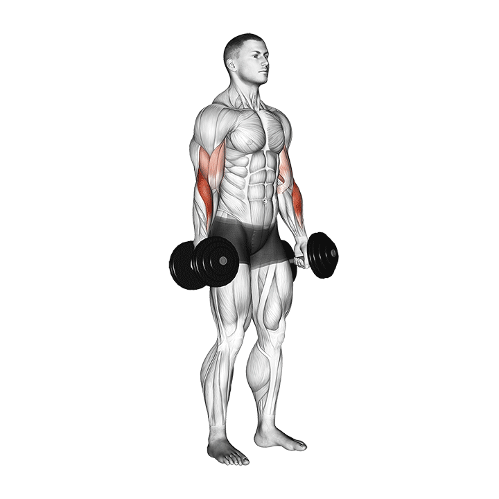 dumbbell standing reverse curl demonstration