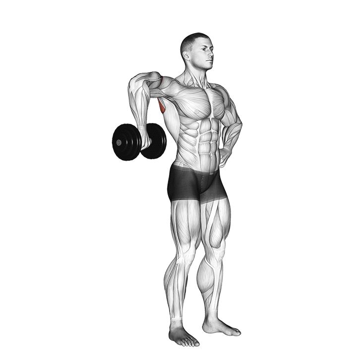 dumbbell upright shoulder external rotation demonstration