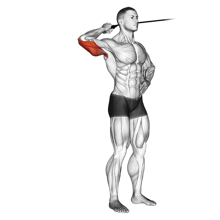 band side triceps extension demonstration
