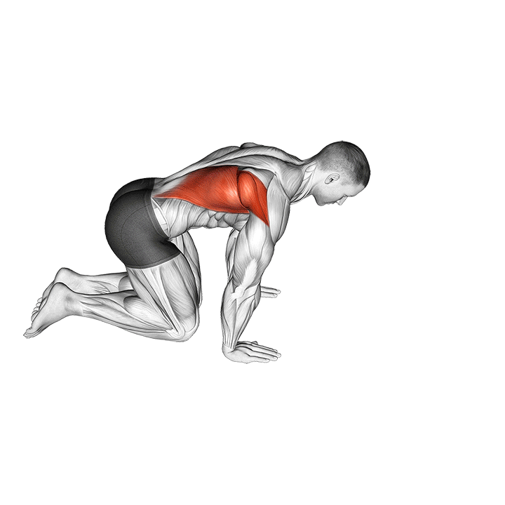 kneeling lat stretch demonstration