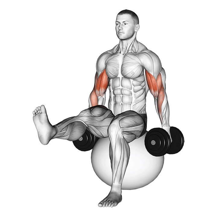 dumbbell bicep curl on exercise ball with leg raised demonstration