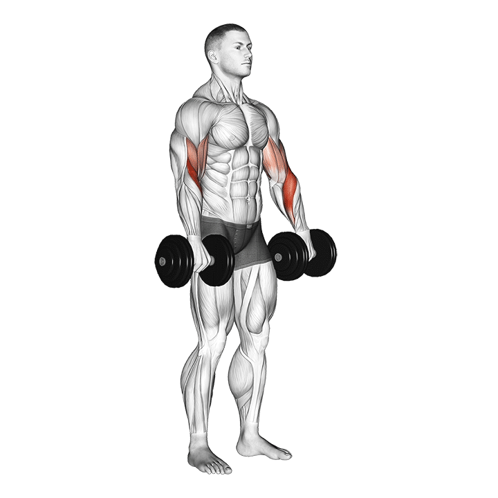 dumbbell biceps curl reverse demonstration