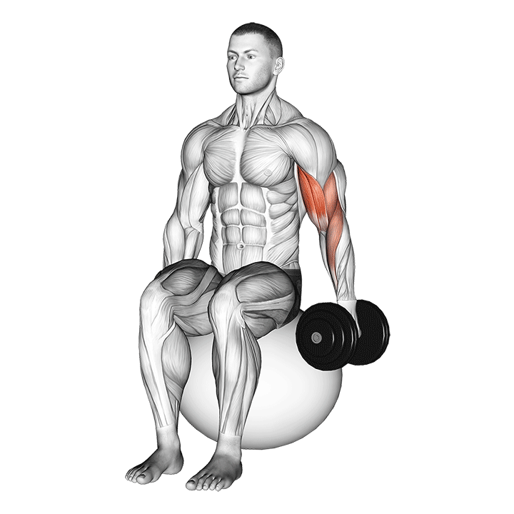 dumbbell one arm seated bicep curl on exercise ball demonstration