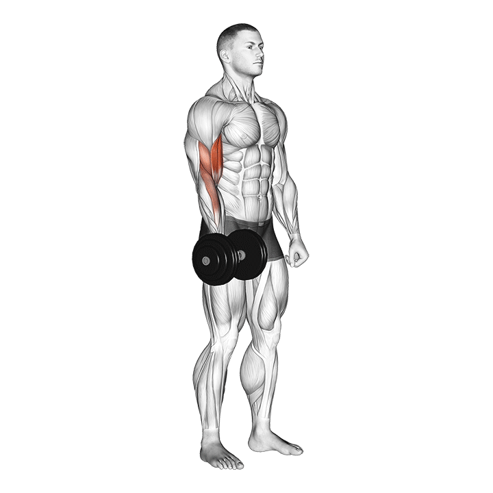dumbbell one arm standing curl demonstration