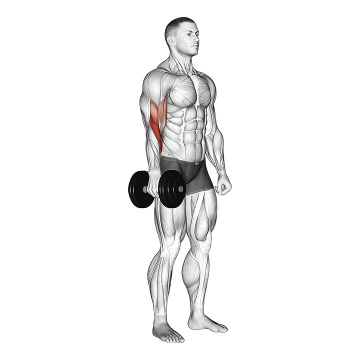 dumbbell one arm standing hammer curl demonstration