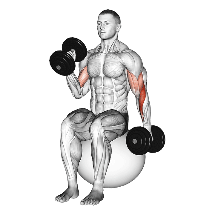 dumbbell seated alternate hammer curl on exercise ball demonstration