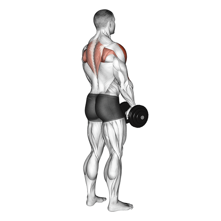 dumbbell upright row (back pov) demonstration