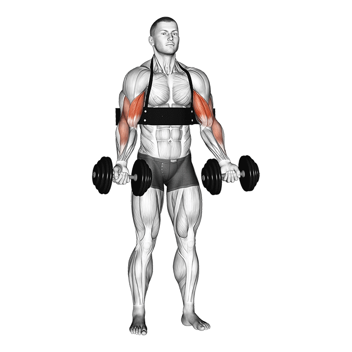 dumbbell biceps curl (with arm blaster) demonstration