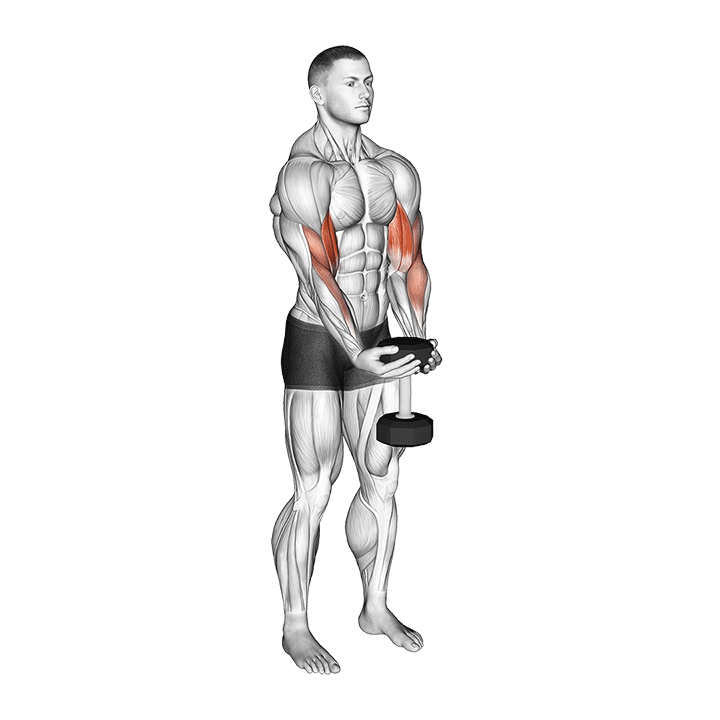 dumbbell waiter biceps curl demonstration